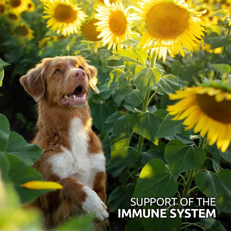 AniForte Bladder Formula for Dogs 100g – Used for Bladder