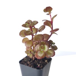 Dragon's Blood Sedum (4 inch + Plastic Pot) - Caucasian Stonecrop - Sedum spurium 'Dragon's Blood' - Unique, Red Succulent for Home Decoration