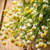 Chamomile Seeds - German - 1 Ounce - Herb Seeds,