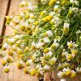 Chamomile Seeds - German - 1 Ounce - Herb Seeds, Heirloom Seed, Open Pollinated Seed Attracts Bees, Attracts Butterflies, Attracts Pollinators, Easy to Grow & Maintain, Extended Bloom Time