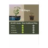 LYKO 12 Pods Hydroponics Growing System Kit, Indoor Garden W/full-spectru
