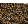 3 Lbs Pounds Acorns White & Red Oak Mix Of
