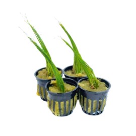 Generic 4 Pots of Dwarf Hairgrass Eleocharis Parvula Potted Live Plants Aquarium Tank Fish, Green
