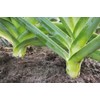 CEMEHA SEEDS - Seeds Giant Leek Onion Non GMO Vegetable