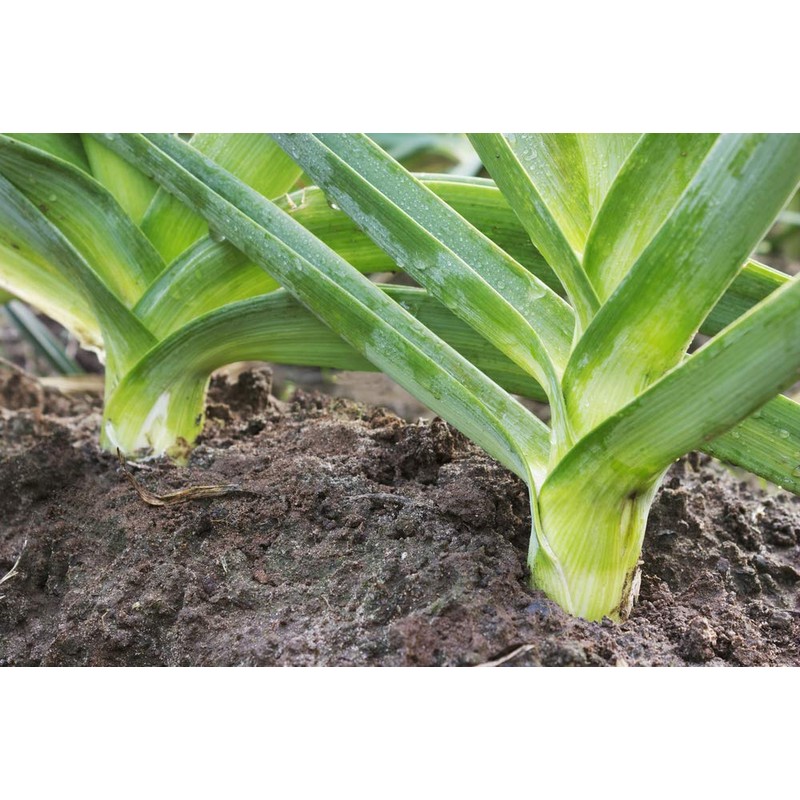 CEMEHA SEEDS - Seeds Giant Leek Onion Non GMO Vegetable