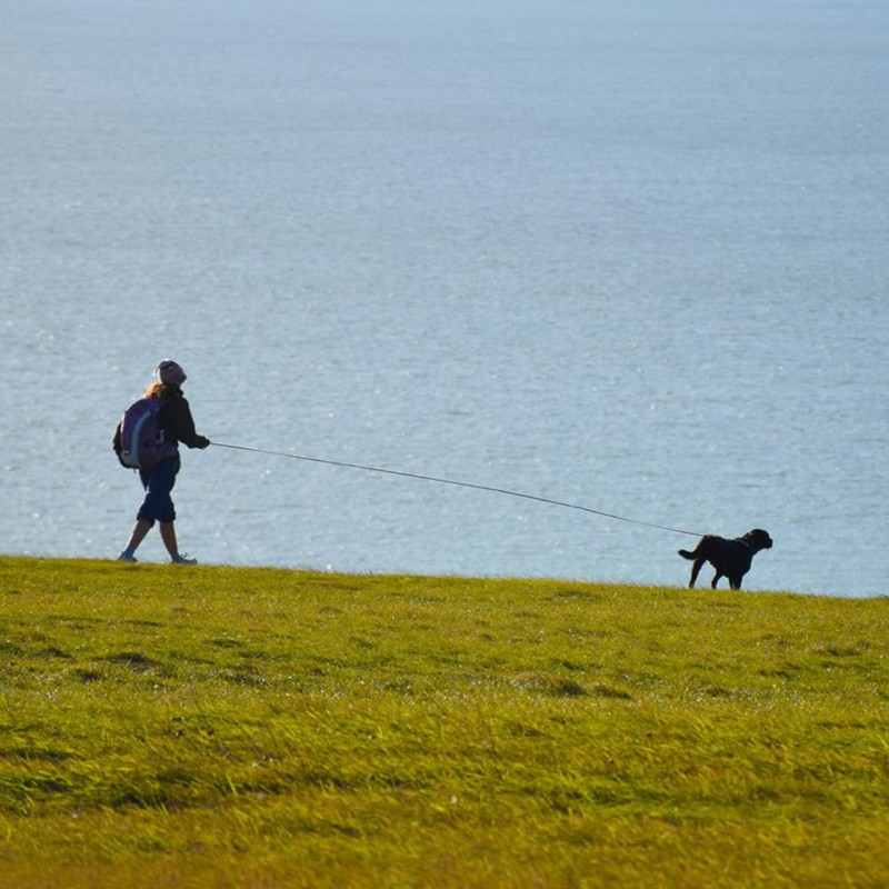 Guiding Star Long Leash for Dogs Outside Long Line Dog