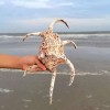 Large Water Spider Conch Seashell Natural Shell Rare Real Beach