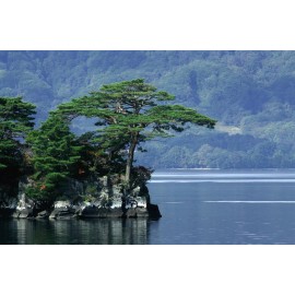 Fresh Japanese Red Pine Tree Seeds (Pinus densiflora), 10 seeds