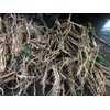 Star Mountain 10 ea. Mary Washington Asparagus Live Plants, 2yr