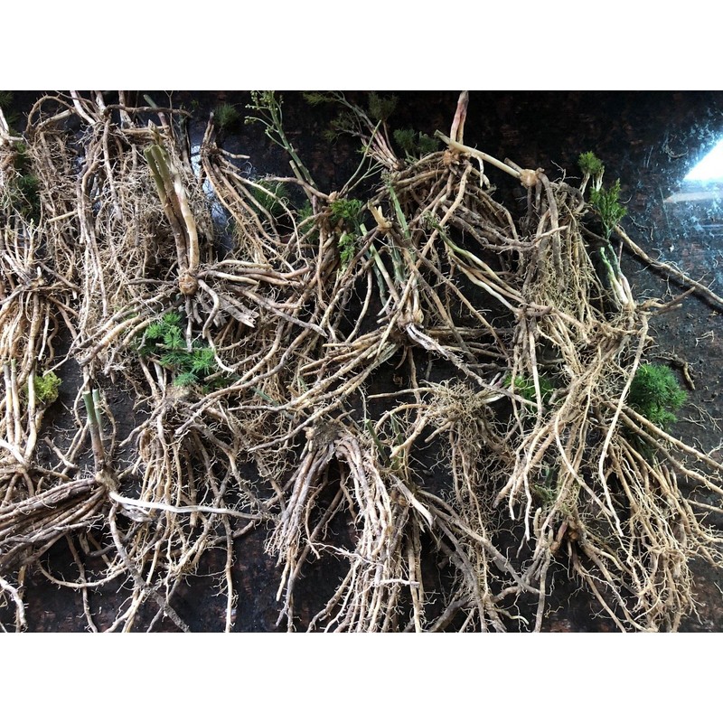 Star Mountain 10 ea. Mary Washington Asparagus Live Plants, 2yr