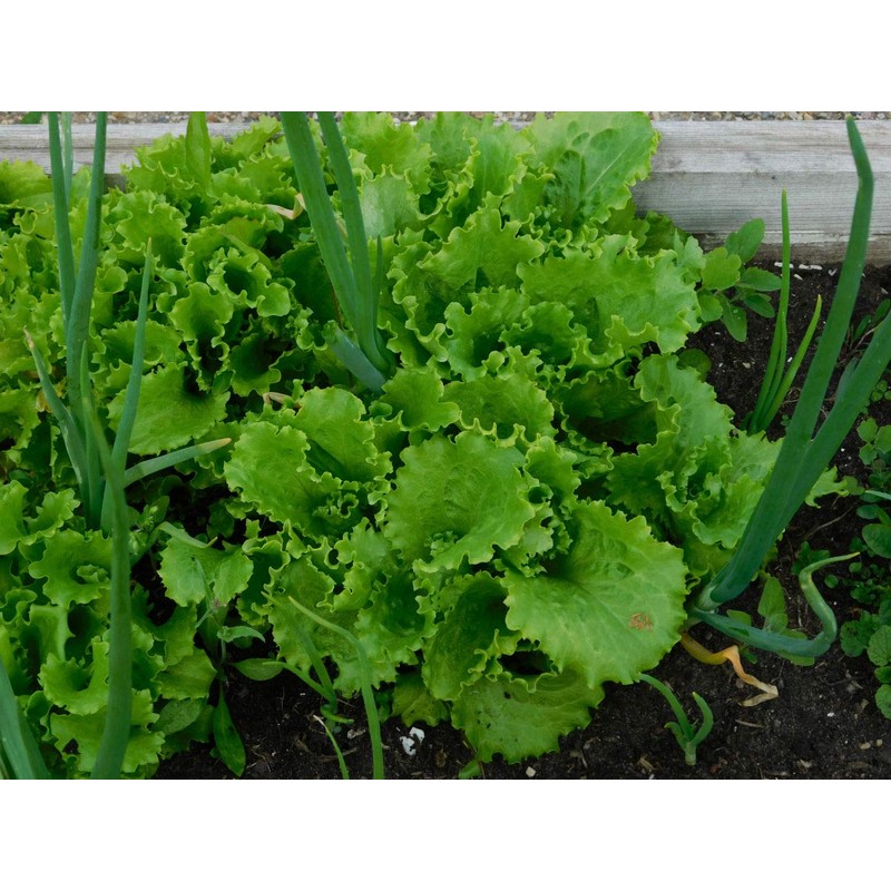 NIKA SEEDS - Seeds Vegetable Indoor Leaf Lettuce Four Seasons