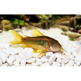 Aquatic Foods Floating & Sinking Blackworm Pellets with Color Enhancers & Vitamins. Apx 3 mm - 1/2-lb