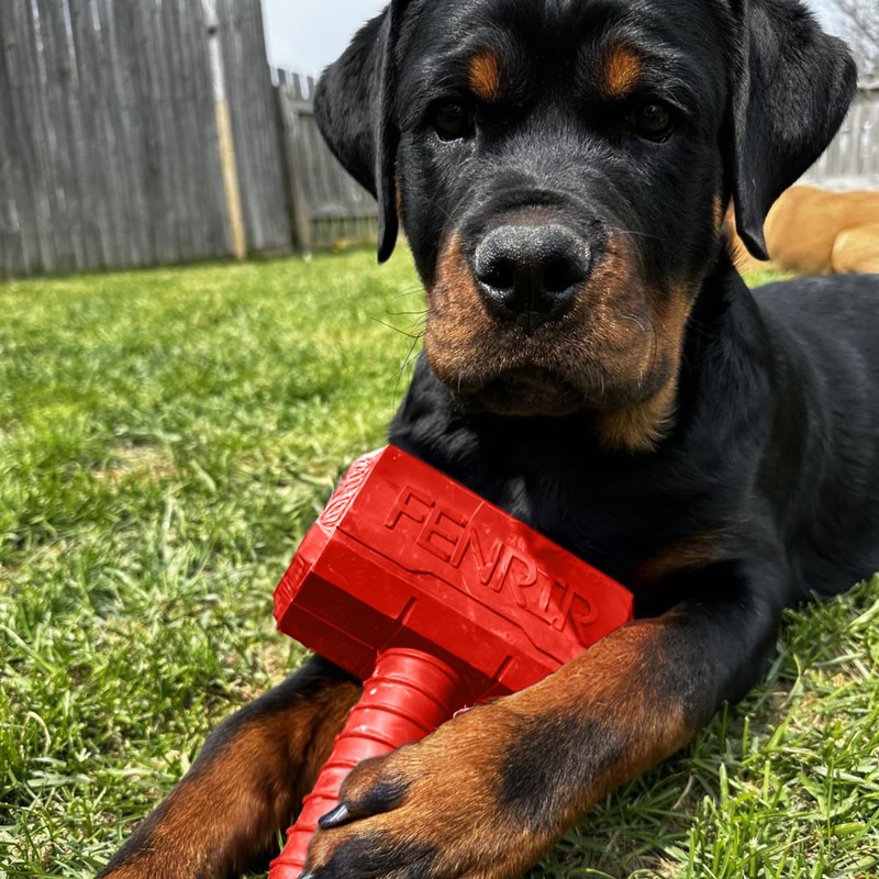 Fenrir Hammer Dog Chew Toy Strong Rubber Stuffable Enrichment Toy