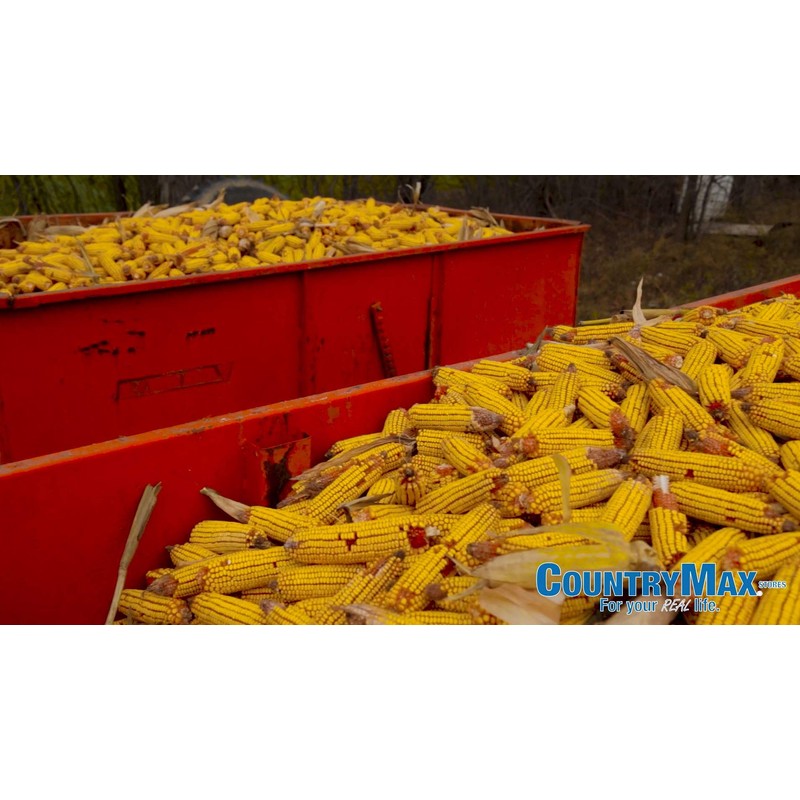 Combo Picnic Table Squirrel Corn Cob Feeder and Bulk Corn