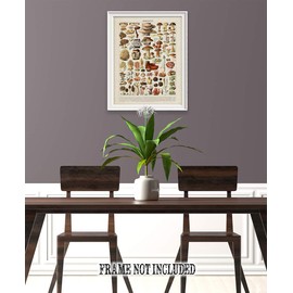 Vintage French Mushrooms - Champignons - Great Cottagecore Decor, Science Room Accessories, Vintage Plant Poster and Botanical Garden Mushroom Print, Classic Book Page 16x20 Unframed Poster Paper