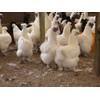 Kenko Club silky chicken garlic egg yolk enteric coated 63