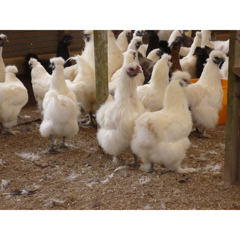 Kenko Club silky chicken garlic egg yolk enteric coated 63