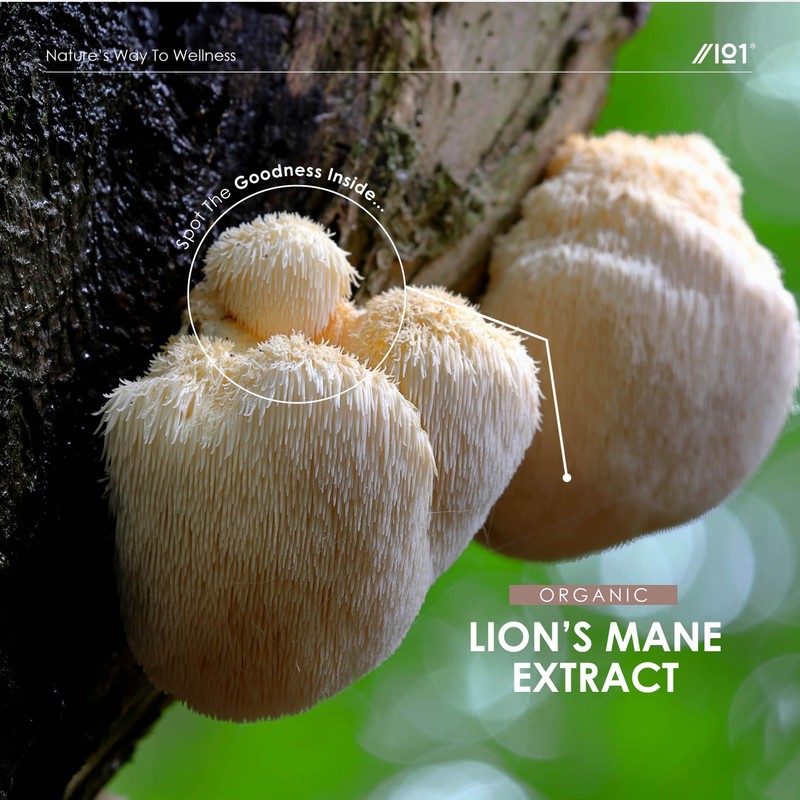 Lion’s Mane Extract Liquid Drops 1750mg - High Strength 50%