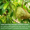 FreshDrinkUS, 105 Premium Soursop Graviola Leaf Tea Bags, The Finest