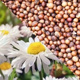 Plisson Shaving Cream