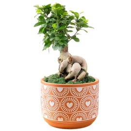 Costa Farms Bonsai Miniature Tree Live Plant in Decorative Pot, Indoor Houseplant, Perfect for Home, Room, or Office Decor, Great House Warming or Birthday Gift, 12-15 Inches Tall