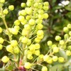Palm Beach Medicinal Herbs - Tall Oregon Grape (Mahonia aquifolium)