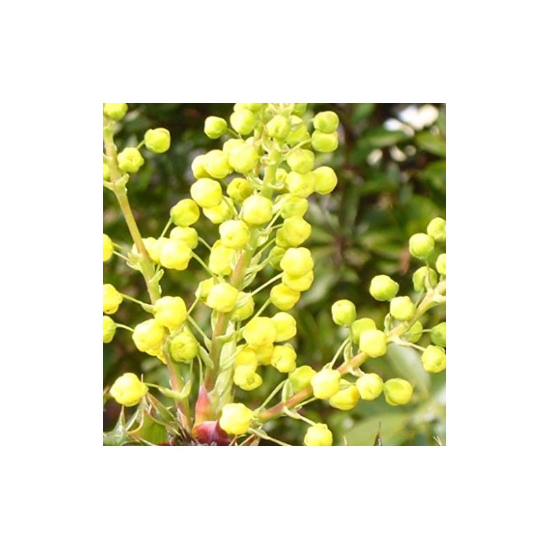Palm Beach Medicinal Herbs - Tall Oregon Grape (Mahonia aquifolium)