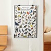 Where's Wildlife Maryland's Backyard Birds Poster - Maryland Bird Chart