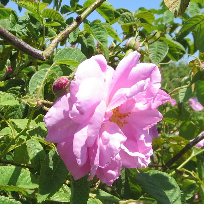 ローズ ド マラケシュ ローズ ジュレ 23g(フェイス用保湿ジェルクリーム)