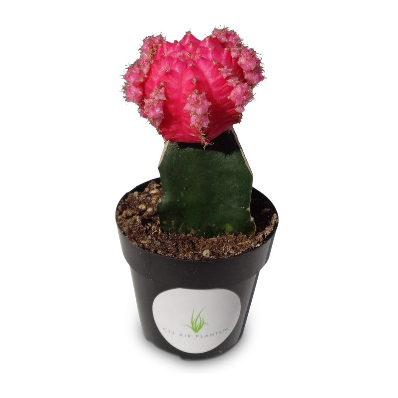 Grafted Moon Cactus Gymnocalycium Mihanovichii (Pink)