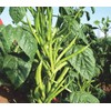 30 Cluster Beans Seeds, Non-GMO, Heirloom, High Yield for Canadian