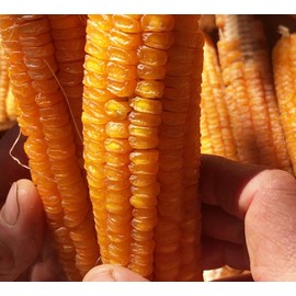 Organic Golden Bantam Sweet Corn Seeds (Zea mays) 100 Seeds (28 g) - Heirloom Sweet Corn Seeds for Planting by Smoke Camp Crafts