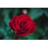 EsencialMX Esencia De Rosas Para Difusor 10ml