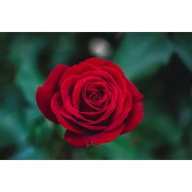 EsencialMX Esencia De Rosas Para Difusor 10ml