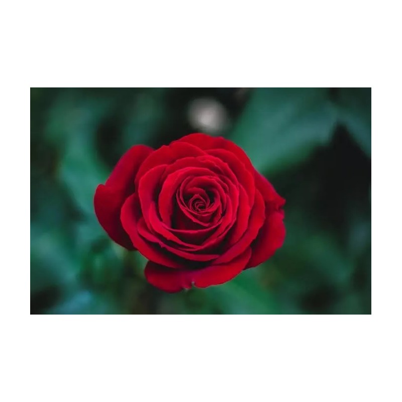 EsencialMX Esencia De Rosas Para Difusor 10ml