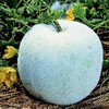 Gourd Seeds, Wax - Winter Melon Round - 3 g