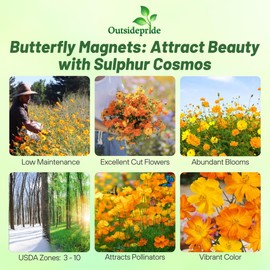 Outsidepride 2000 Seeds Annual Cosmos Sulphureus Bright Lights Yellow Cut Flower Seeds for Planting