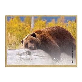 Wildlife Photography Magnet Series – Sleeping Bear Rustic Nature Photography Magnets for Fridge, Office, Cooler, Cabin Decor 2.5 x 3.5 inch (SJT09577)