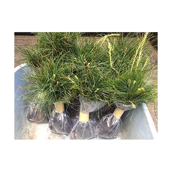 NurserySeedlings.Co Wedding Favors (45) Evergreen Pine Starter Seedlings Bundle DIY