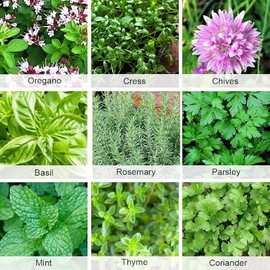 schone Herbs Seeds Pack - 9 Different Herb Varieties - Approx. 2000 Seeds - Fresh Seasoning Herbs All Year Round - for Your Kitchen Garden