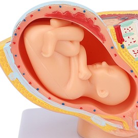 Teaching Model,Pregnant Woman Anatomical Pelvis Model Removable Pregnancy 9 Months Baby Fetus Model for Teaching Aid for Science Classroom Study Display Teaching Model