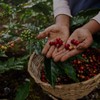 V Vescovi 100% Arabica | Premium Italian Ground Espresso |