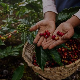 V Vescovi 100% Arabica | Premium Italian Ground Espresso | Medium Roast | For Moka, French Press, Pour Over | 8.8oz/250g