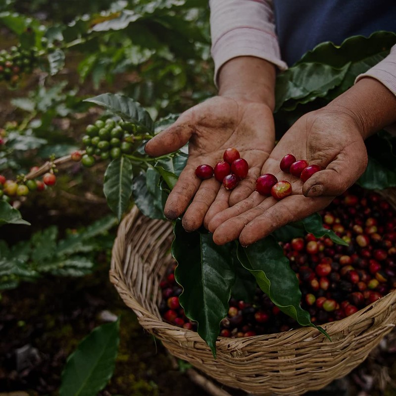 V Vescovi 100% Arabica | Premium Italian Ground Espresso |