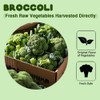 Freeze-Dried Broccoli Crunch - 100% Natural, No Additives | 1.76oz