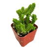 USKC Live Succulent Cactus Plants (2" Pot Crassula Muscosa Watch