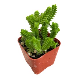 USKC Live Succulent Cactus Plants (2" Pot Crassula Muscosa Watch Chain Plant)