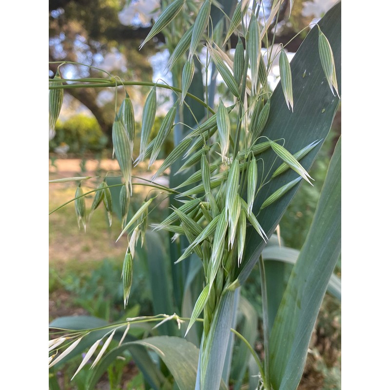 All Good Things Organic Great Grains Seeds for Planting: 4