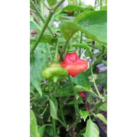 110 Aji Dulce/Cachucha pepper Seeds. Sweet Open Pollinated. No Pesticides