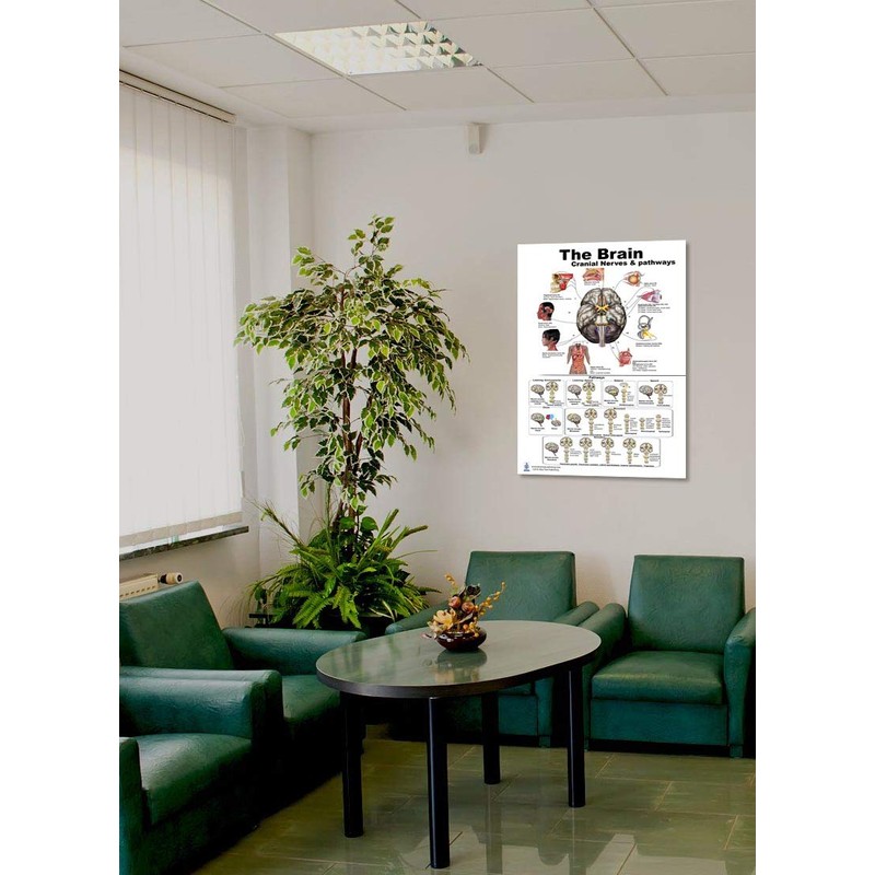 Blue Tree Publishing The Brain Poster 24x36inch, Waterproof, Cranial Nerves